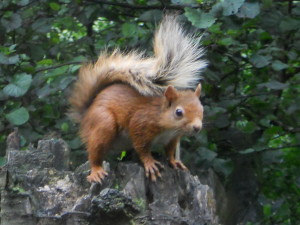 Red Squirrel- copyright SWT