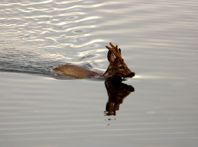 Roe Deer Buck Swimming in Loch of the Lowes