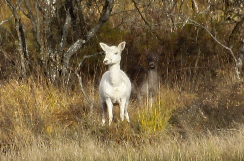 Deer Family Fun Weekend | Scottish Wildlife Trust