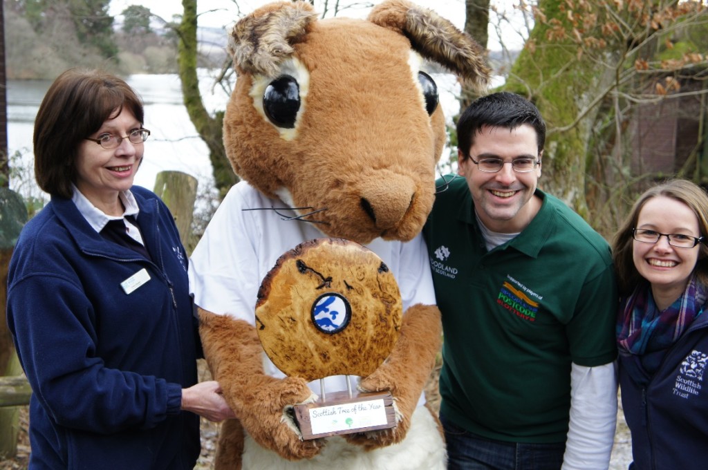 Sandy the Squirrel with the Scottish Tree of the Year trophy ©Scottish Wildlife Trust