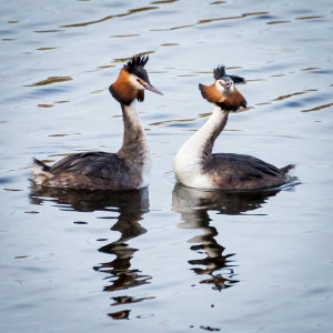 Displaying Great Crested Grebes © Ron Walsh