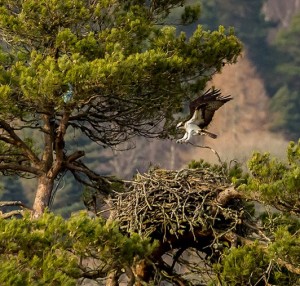 Resident male nest building © Ron Walsh