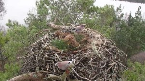 Pair of visitors on the nest © Scottish Wildlife Trust
