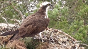 Dinner is served on the nest © Scottish Wildlife Trust