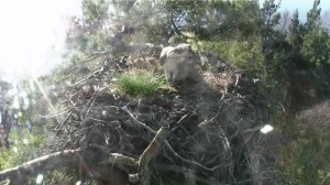 Unidentified female makes herself at home © Scottish Wildlife Trust 