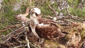 New female's chest plumage