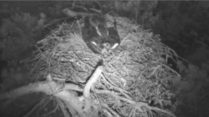 Resident male preparing nest cup © Scottish Wildlife Trust