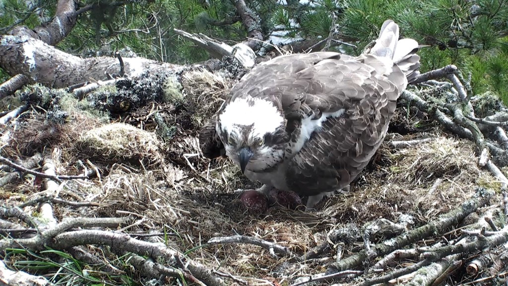 Three eggs in the nest ©Scottish Wildlife Trust