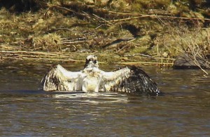 Osprey bathing at Loch of the Lowes ©Marian Moore