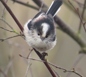 A Lovely Long-Tailed Tit © Dennis Buchan