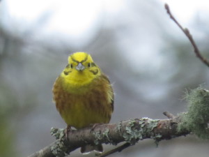 A beautifully bright male Yellowhammer © Dennis Buchan