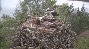 Fish delivery for the female © Scottish Wildlife Trust