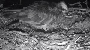 First osprey egg at Loch of the Lowes 2015 © Scottish Wildlife Trust