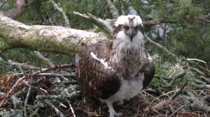 Lady's chest plumage