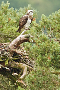 Lady at Loch of the Lowes © Scottish Wildlife Trust