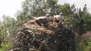 Proud parents on the nest © Scottish Wildlife Trust