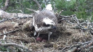 Our female displaying her newest addition © Scottish Wildlife Trust