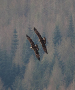 Both female intruders take flight in formation. © Val Gall.