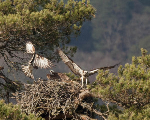 Our male chases off the first female intruder. © Val Gall.