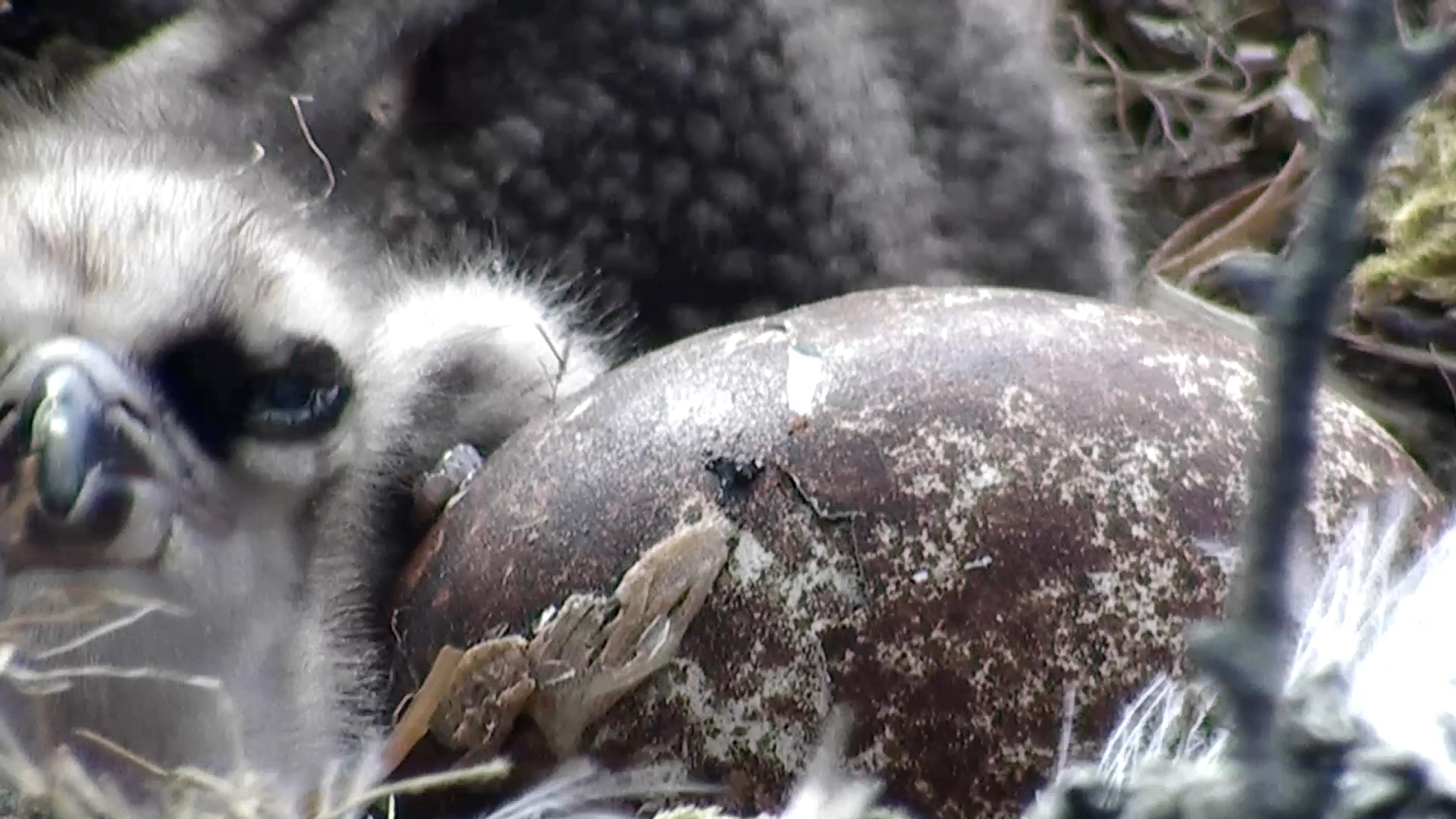 Is this our third egg hatching? © Scottish Wildlife Trust