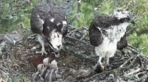 Family feeding time at Loch of the Lowes © Scottish Wildlife Trust