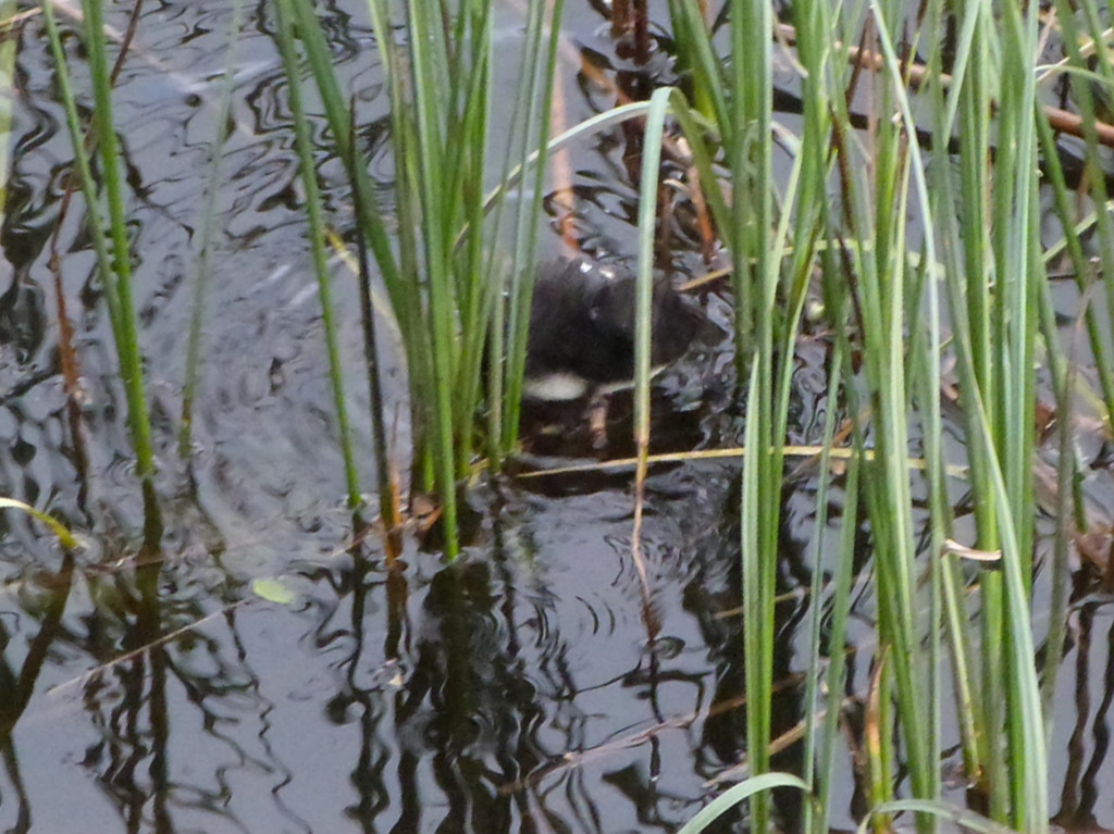 Water shrew at Loch of the Lowes © Bruce Henderson