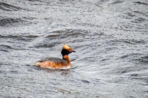 Slavonian Grebe in full breeding plumage © Ron Walsh