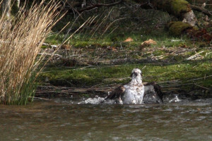 Female osprey bathing © Phil Hannah