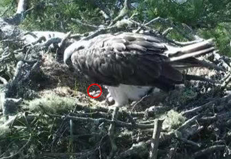 First glimpse of the second chick © Scottish Wildlife Trust