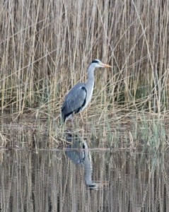 Grey heron at Loch of the Lowes © Doris McLean