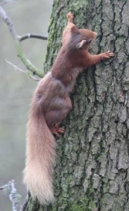 Red squirrel at Loch of the Lowes © Doris McLean