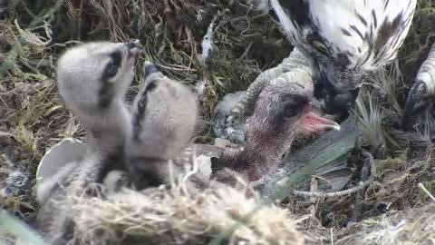 Third chick trying to feed © Scottish Wildlife Trust