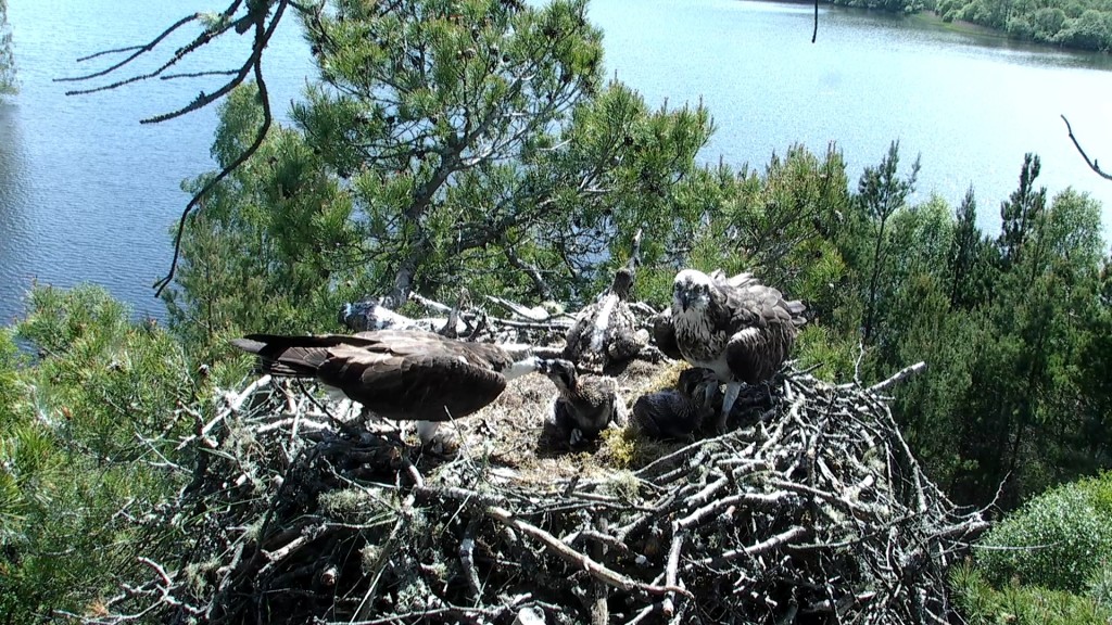 The male feeding one of the chicks (© Scottish Wildlife Trust)