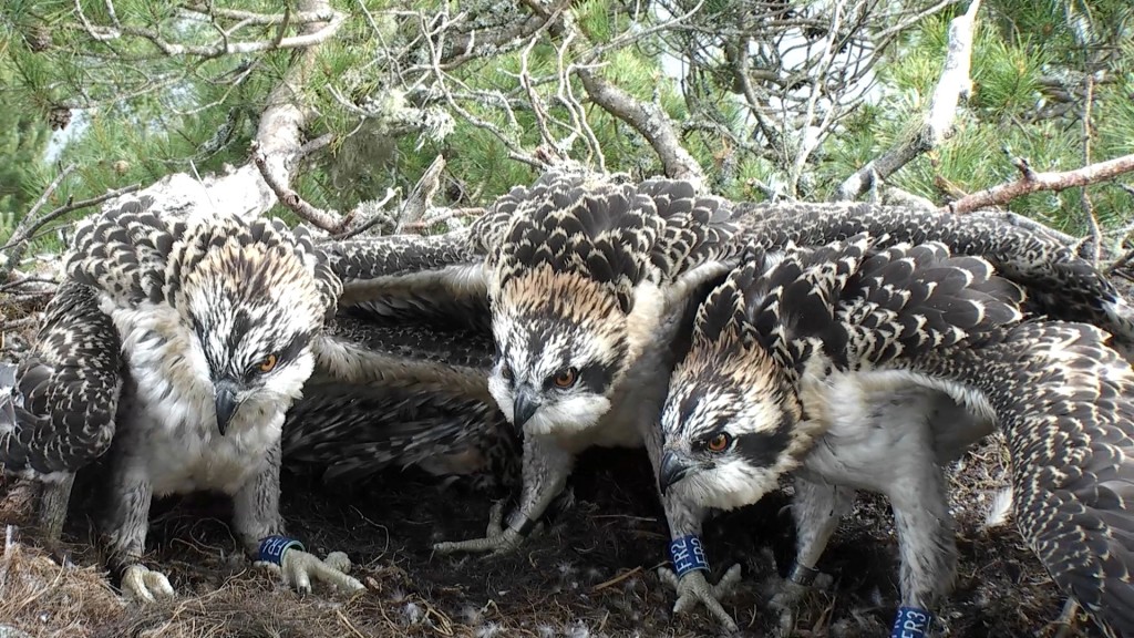 All three chicks successfully ringed © Scottish Wildlife Trust