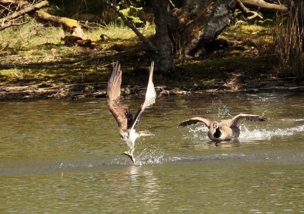 Successful fishing by Lowes male osprey and very surprised Canada Goose! Photo copyright Lisa Waters