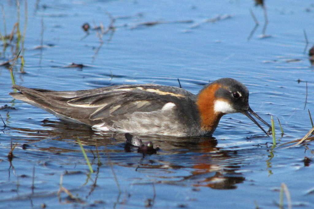 Red-necked phalarope