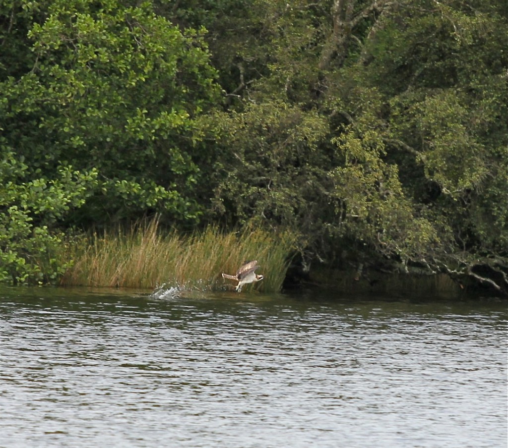 A chick's first fishing attempt © Carolyn Taylor