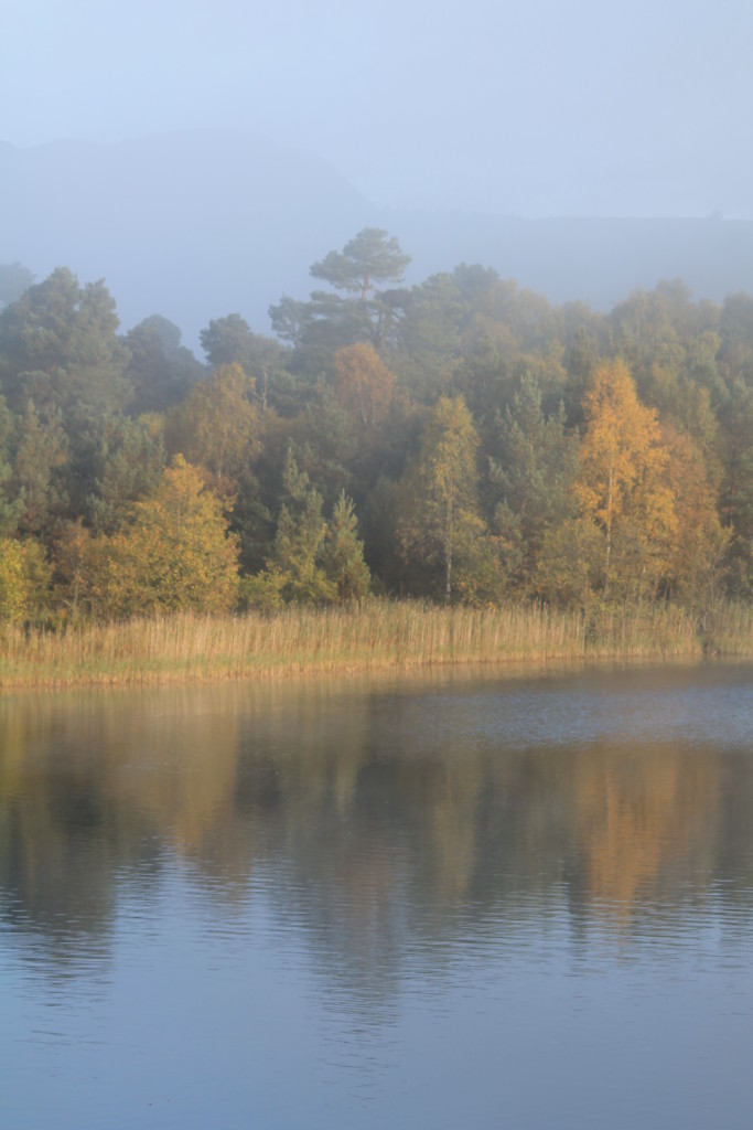 The osprey tree in Autumn ©Laura Hopkins/Scottish Wildlife Trust