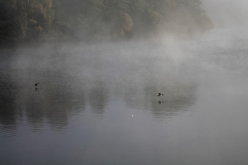 Goldeneye in flight ©Laura Hopkins/Scottish Wildlife Trust