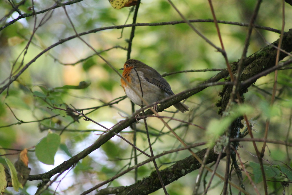 Robin ©Laura Hopkins/Scottish Wildlife Trust