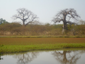 Baobolong Wetlands (Credit: Eduard Garcia)