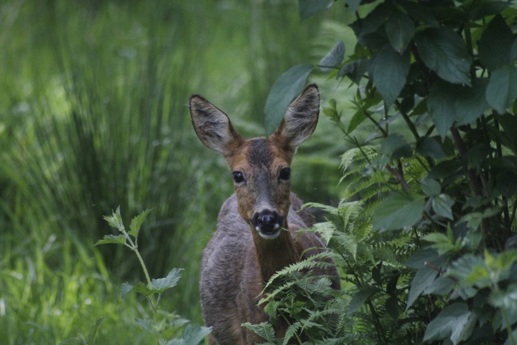 Roe Deer ©Laura Hopkins/Scottish Wildlife Trust