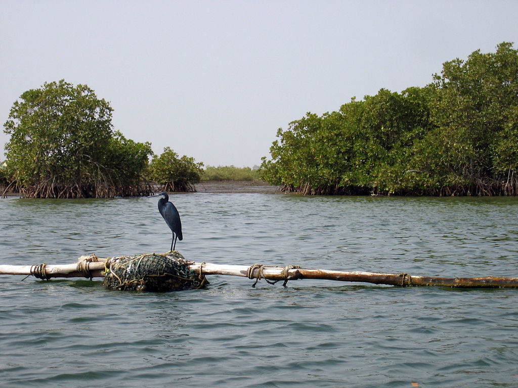 Western Reef-Heron in the Delta du Saloum Biosphere Reserve (Credit: Manuele Zunelli)