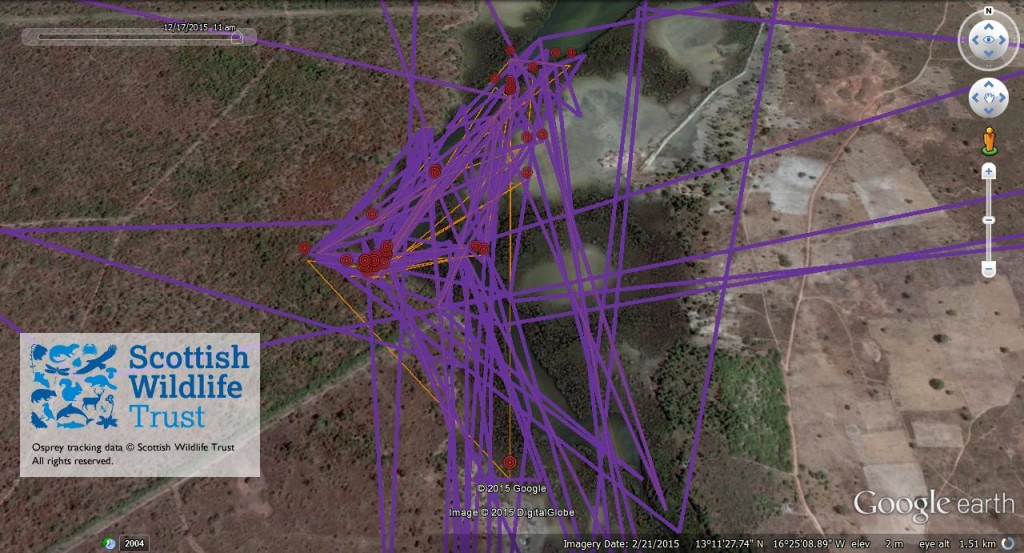 FR3's movements between 12th and 17th December 2015 ©Scottish Wildlife Trust