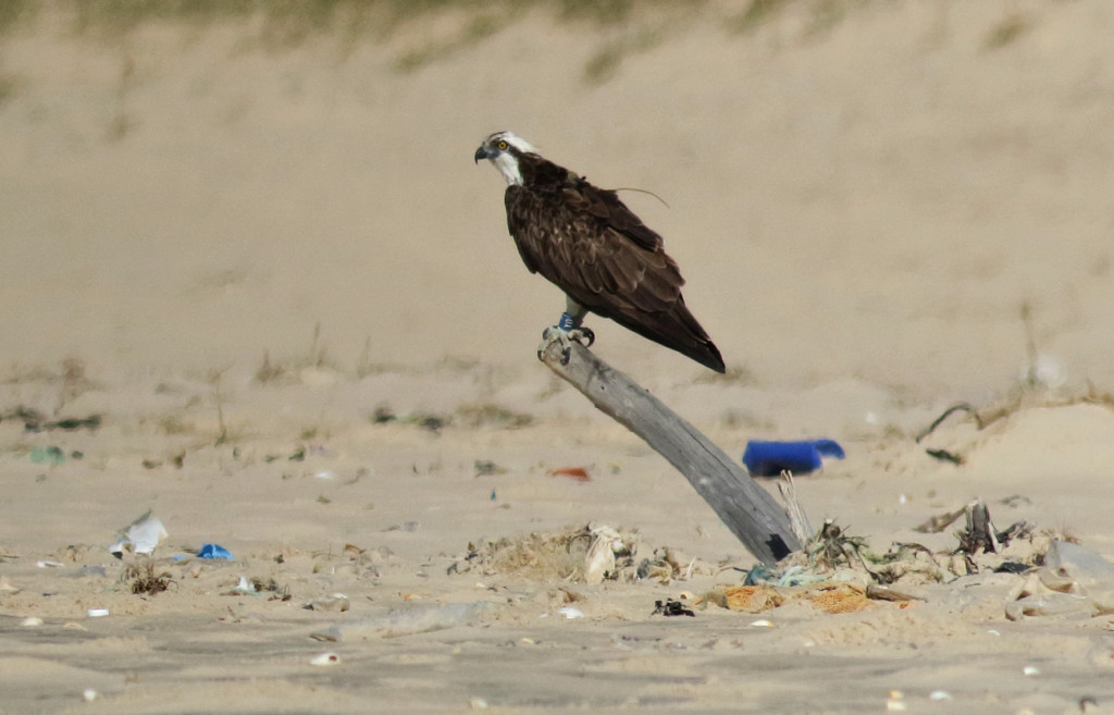 Blue YD perched on driftwood ©John Wright/Rutland Osprey Project