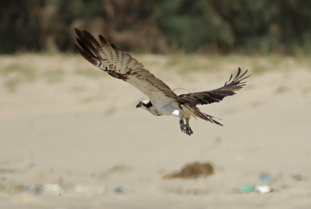 Blue YD in flight ©John Wright/Rutland Osprey Project