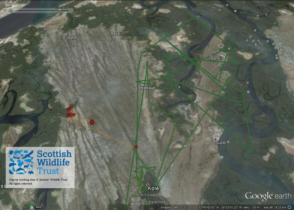 FR4's movements from 17th-21st December 2015 ©Scottish Wildlife Trust