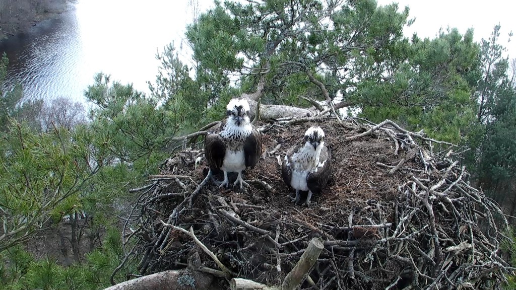 Our pair reunited at Loch of the Lowes © Scottish Wildlife Trust