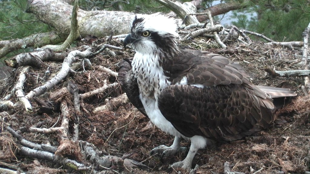 Female osprey LF15 at Loch of the Lowes 2016 © Scottish Wildlife Trust