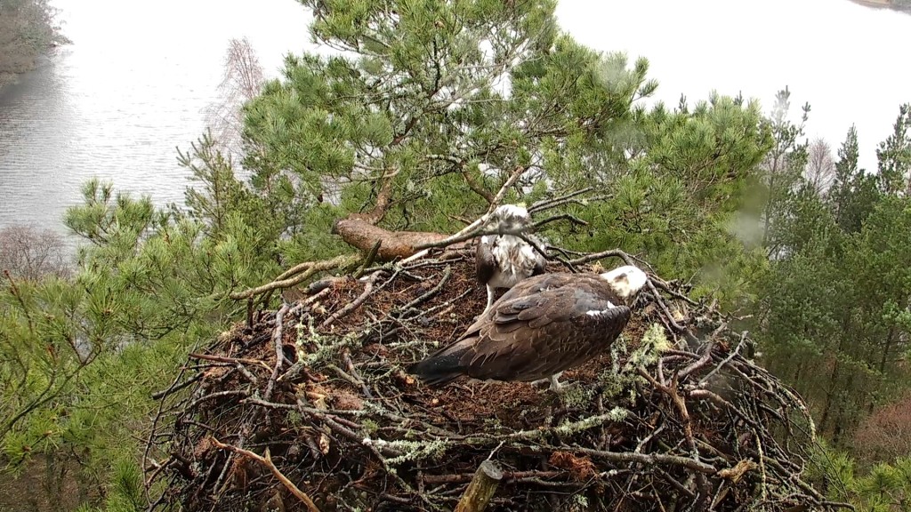 Our male and female busy nest building © Scottish Wildlife Trust